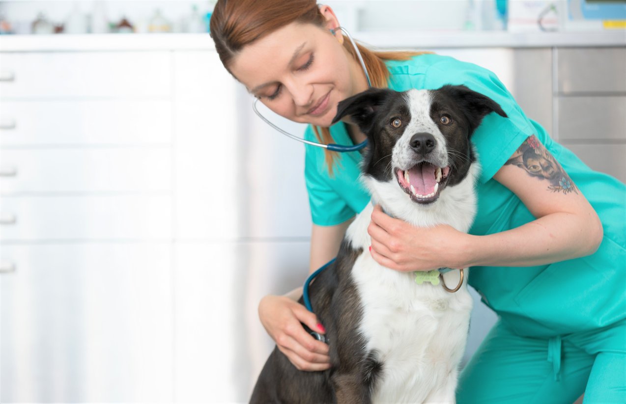 Veterinarians in Redmond with Curbside Drop-off or Telemedicine Services