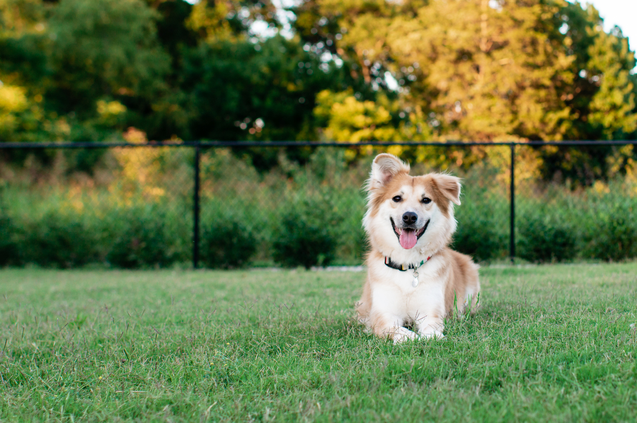 Take Your Pup to the Best Dog Parks Near Redmond