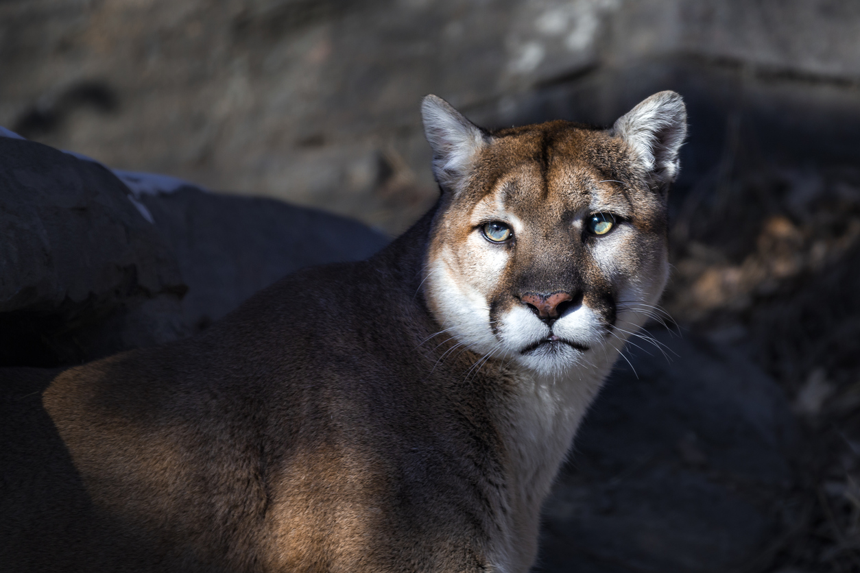 Encounter Wildlife at these Animal Attractions Near Redmond