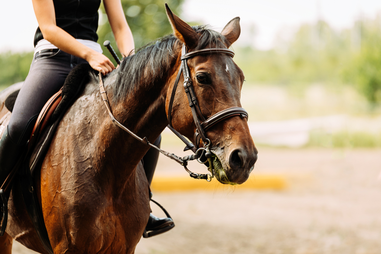 Saddle Up and Enjoy Horseback Riding in Redmond