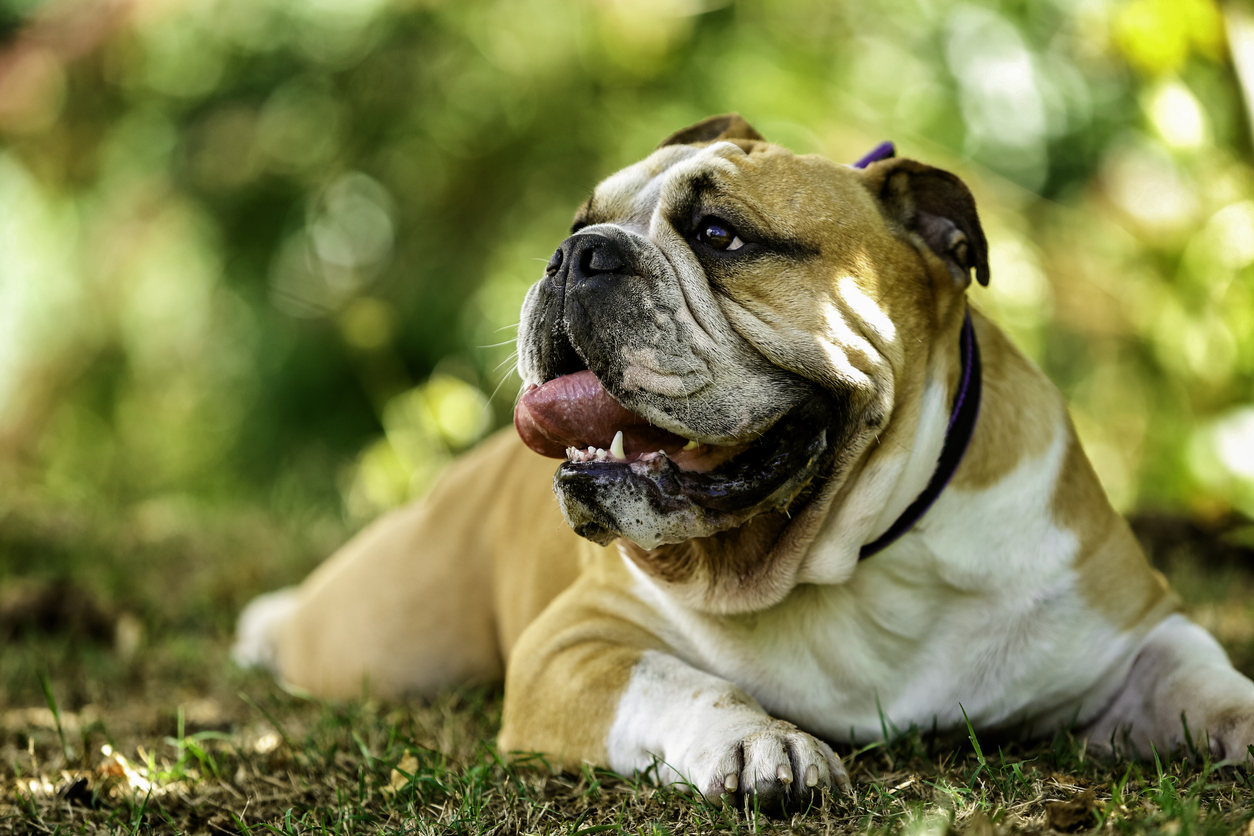 Check Out an Unforgettable Bulldog Celebration at Redmond’s Slobberfest