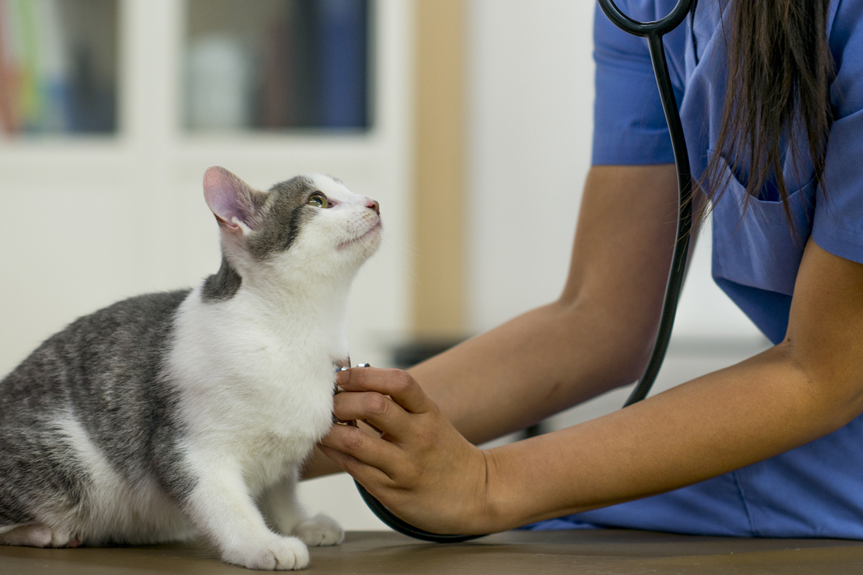 3 Animal Hospitals in Redmond That Can Care For Your Furry Friend