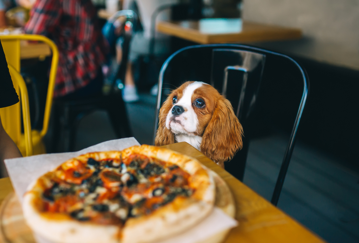 Bring Fido to These Dog-Friendly Restaurants Around Redmond