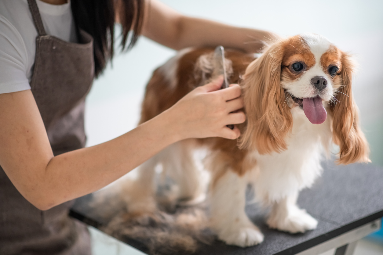 Treat Your Dog to a Professional Grooming Session in Redmond