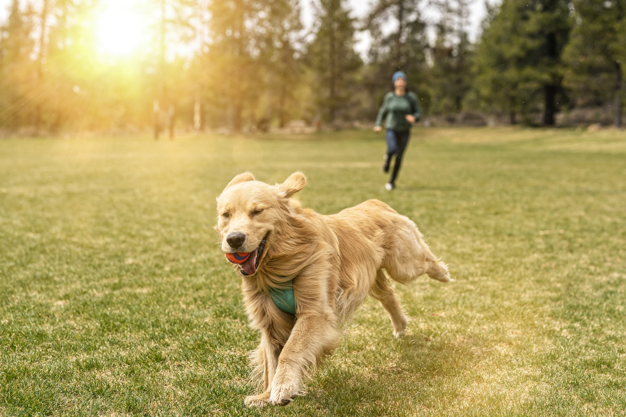 Enjoy a Fun Day with Your Furry Friend at Pet-Friendly Spots in Redmond