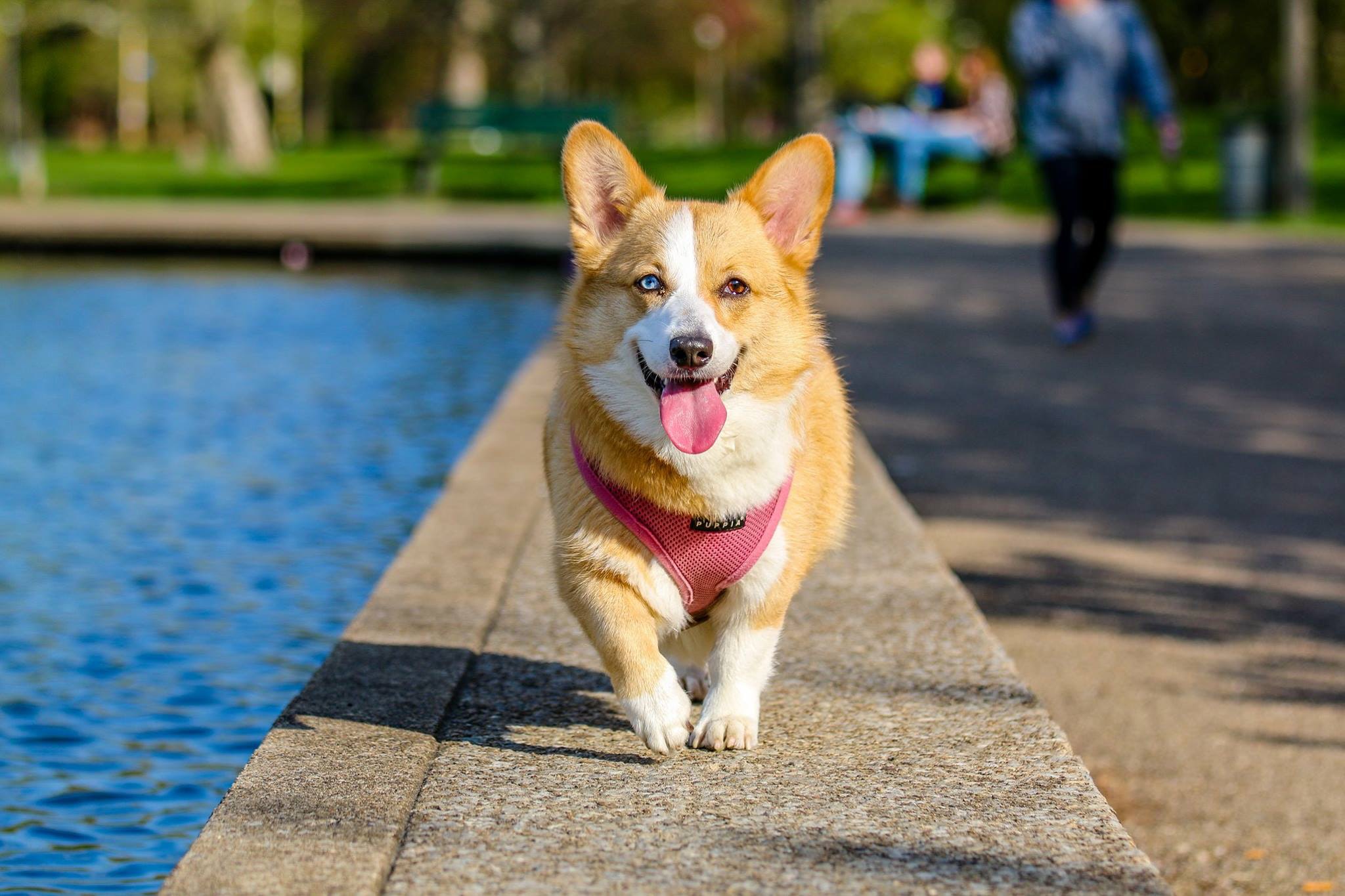 Spend a Day with Your Dog at These Local Dog Parks